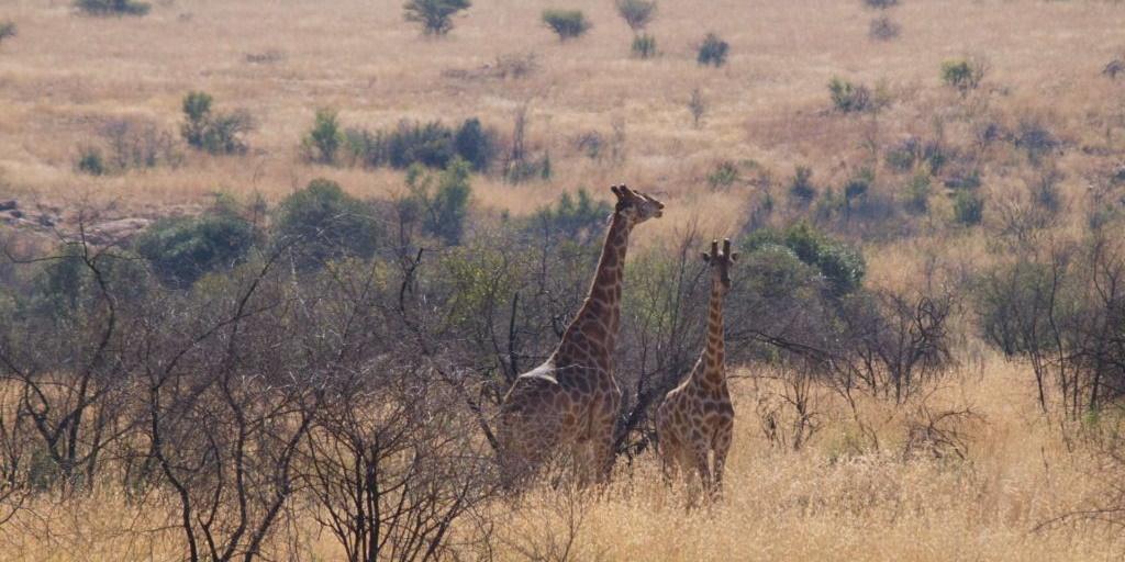 Jirafas en Pilanesberg
