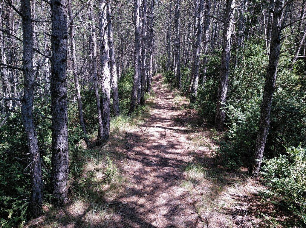 Sendero por el bosque de coníferas